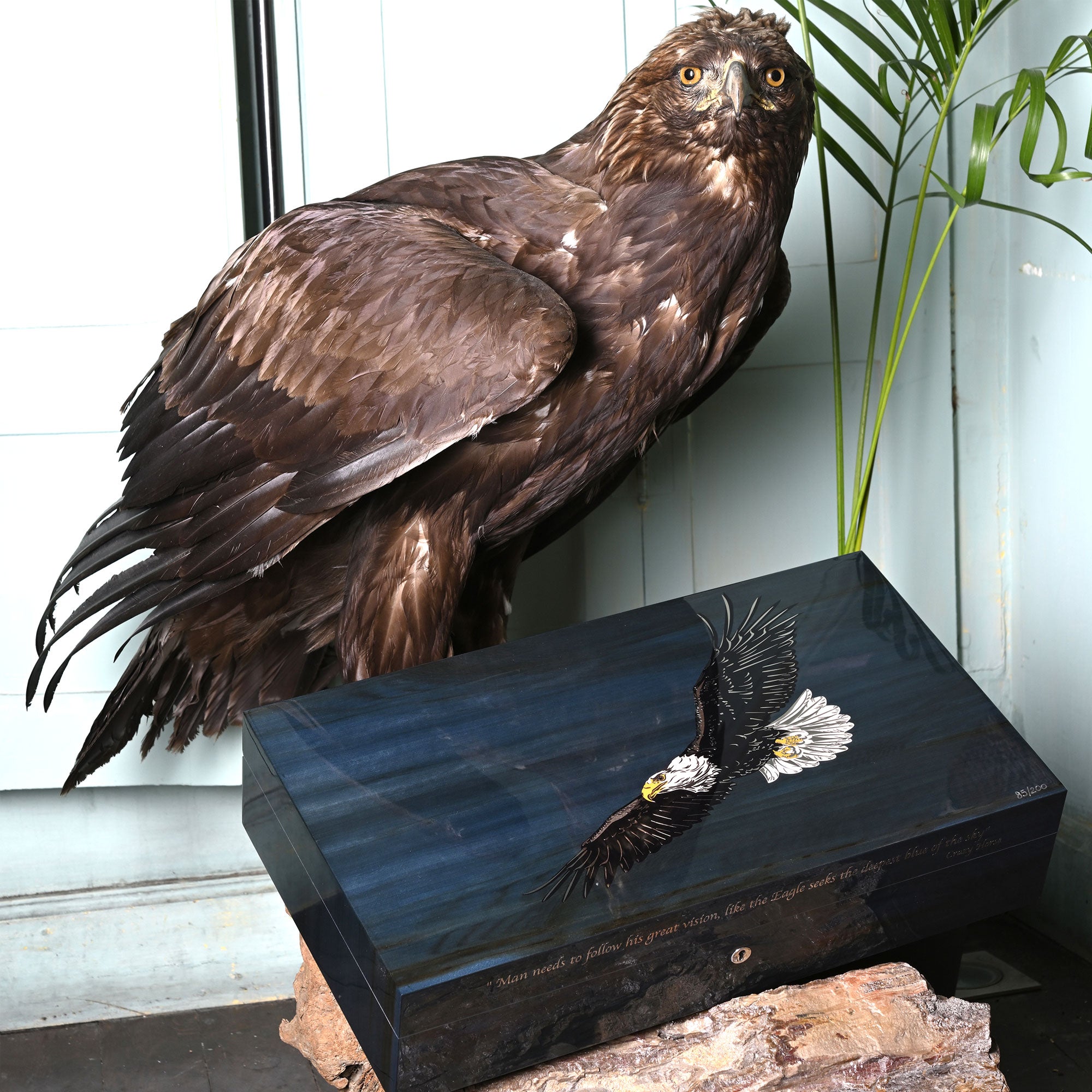 "Eagle" - 110 & 250 Cigars