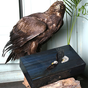 "Aigle" - 110 & 250 Cigares